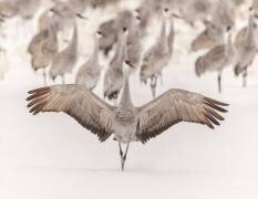 King (Qingsong Wang) - Muzeo.com