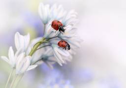 Ladybirds (Ellen van Deelen) - Muzeo.com