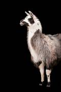 Lama Black Portrait (Monika Strigel) - Muzeo.com