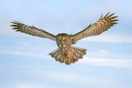 Landing (Rob Li) - Muzeo.com