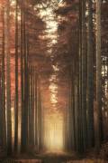 Light burning (Ye) - Muzeo.com