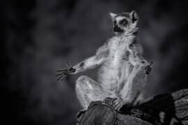 Little Buddha (Rainer Inderst) - Muzeo.com