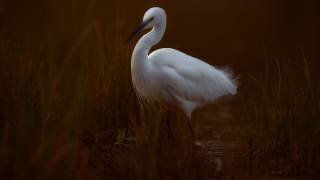 Little egret (David Manusevich) - Muzeo.com