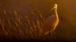 Little egret (David Manusevich) - Muzeo.com