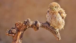 Little Owl (David Manusevich) - Muzeo.com