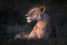 Lone lioness (Xavier Ortega) - Muzeo.com