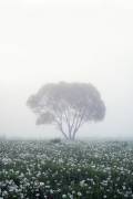Lonely tree (Dmitry Doronin) - Muzeo.com