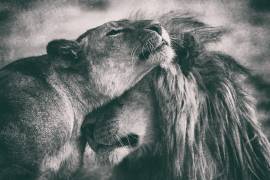 Love (Mohammed Alnaser) - Muzeo.com