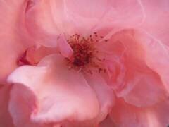 Lovely pink (Snezana Petrovic) - Muzeo.com