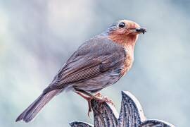 Lunch (Michael) - Muzeo.com