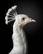 Majestic (Fegari) - Muzeo.com