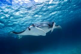 Manta ray (Gabriel Barathieu) - Muzeo.com