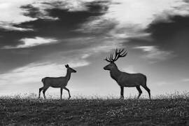 Meeting (Jure Kravanja) - Muzeo.com