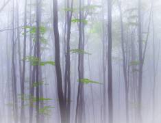 Misty (Michel Manzoni) - Muzeo.com