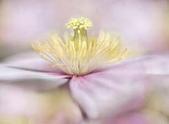 Montana (Mandy Disher) - Muzeo.com