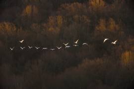 Morning Mood (Austin Li) - Muzeo.com