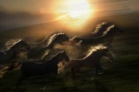 Morning gallop (Milan Malovrh) - Muzeo.com