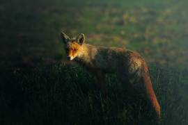 Mr.Fox (Sina Pezeshki) - Muzeo.com
