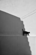 My cat (Florentinus Joseph) - Muzeo.com