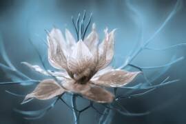 Nigella (Mandy Disher) - Muzeo.com