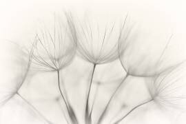 No title (Jakob Arnholtz ) - Muzeo.com