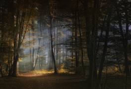 November morning (Norbert Maier) - Muzeo.com