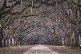 Oaks avenue (Marco Tagliarino) - Muzeo.com