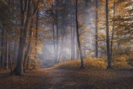 October Days (Norbert Maier) - Muzeo.com
