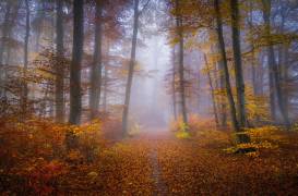 October Trail (Norbert Maier) - Muzeo.com