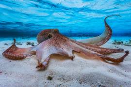 Octopus (Gabriel Barathieu) - Muzeo.com