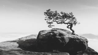 Old Pine (anonymous) - Muzeo.com