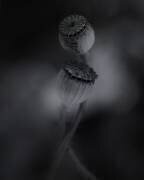 Old poppies (Lotte Gronkjar) - Muzeo.com