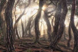 Old trees (Tiger Seo) - Muzeo.com