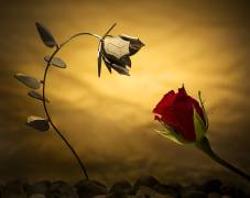 Opposites attract (Wieteke de Kogel) - Muzeo.com