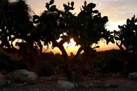Opuntia Ficus (Véronique Durruty) - Muzeo.com