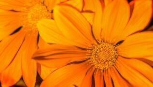 Orange (Frederic Gombert) - Muzeo.com