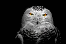 Owl (Michael) - Muzeo.com