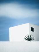 Palm tree (Renate Wasinger) - Muzeo.com