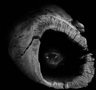 Panther (Juan Luis Duran) - Muzeo.com