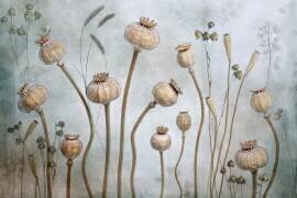 Papaver (Mandy Disher) - Muzeo.com