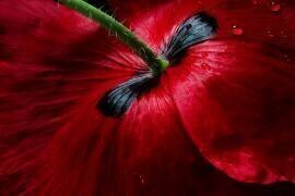 Papaver passion (Mandy Disher) - Muzeo.com