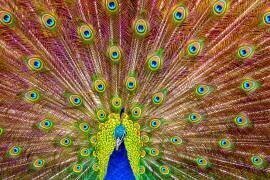 Peacock (Michael) - Muzeo.com