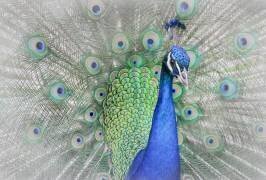 Peacock (Yuzheng Ren) - Muzeo.com