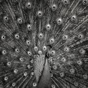 Peacock #6 (Christian Meermann) - Muzeo.com