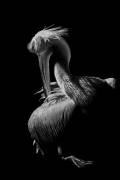 Pelican (Jealousy) - Muzeo.com