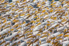 Pelican Parade (Natalia Rublina) - Muzeo.com