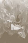 Peony 9 (1x Studio III) - Muzeo.com