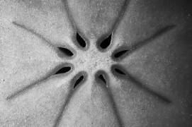 Persimmon (Jim Occi) - Muzeo.com