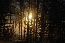PHANTASMAGORIC FOREST LANDSCAPE, PHOTOGRAPH TAKEN AGAINST THE LIGHT, LAPLAND, FINLAND (Patrick Le Floch) - Muzeo.com