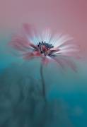 Pink Magic (Lydia Jacobs) - Muzeo.com